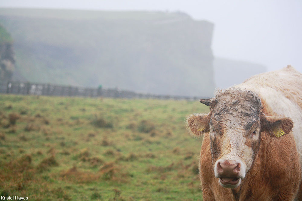 Irish cow near the Cliffs of Moher