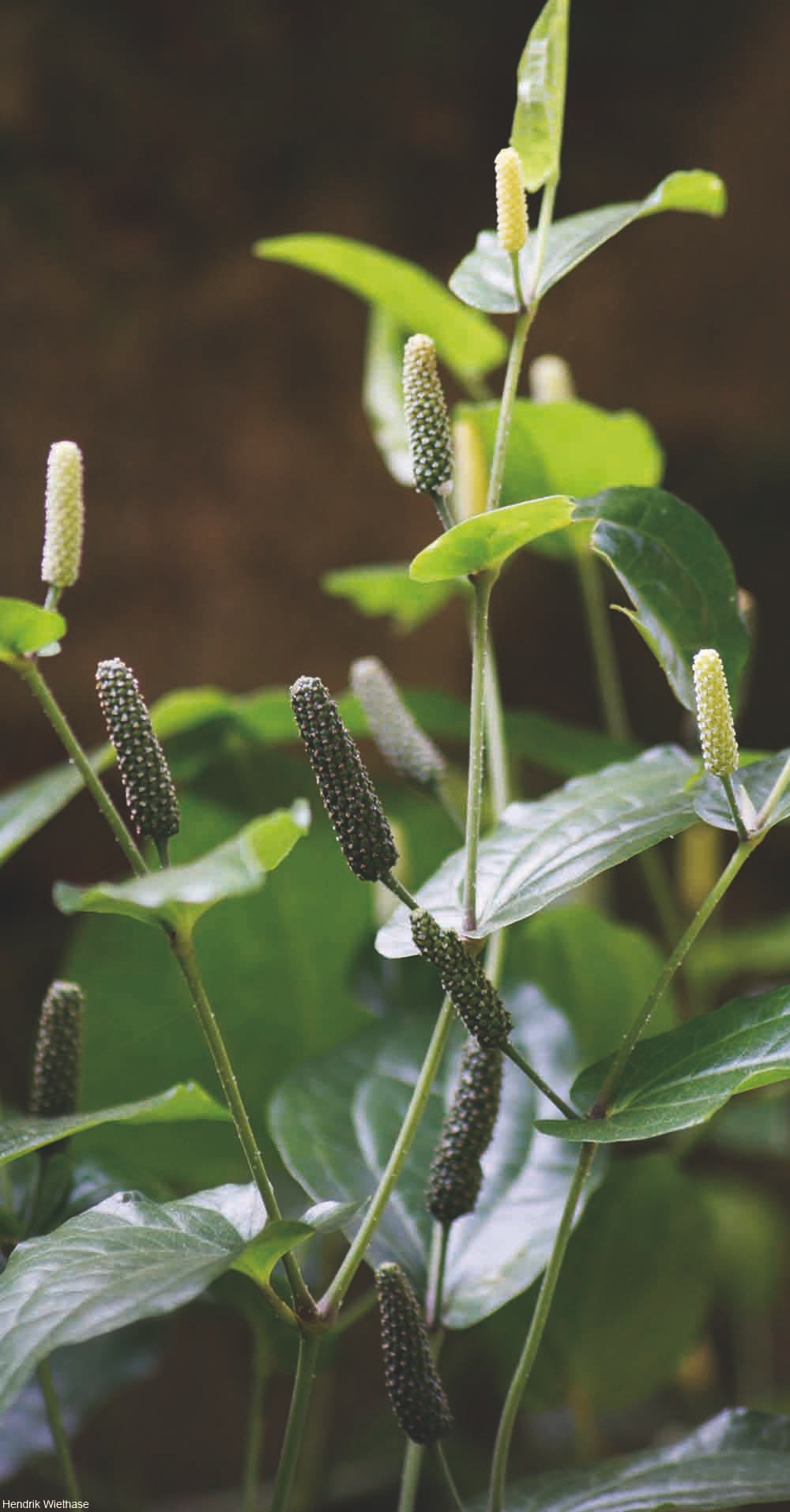 long pepper plants growing in India