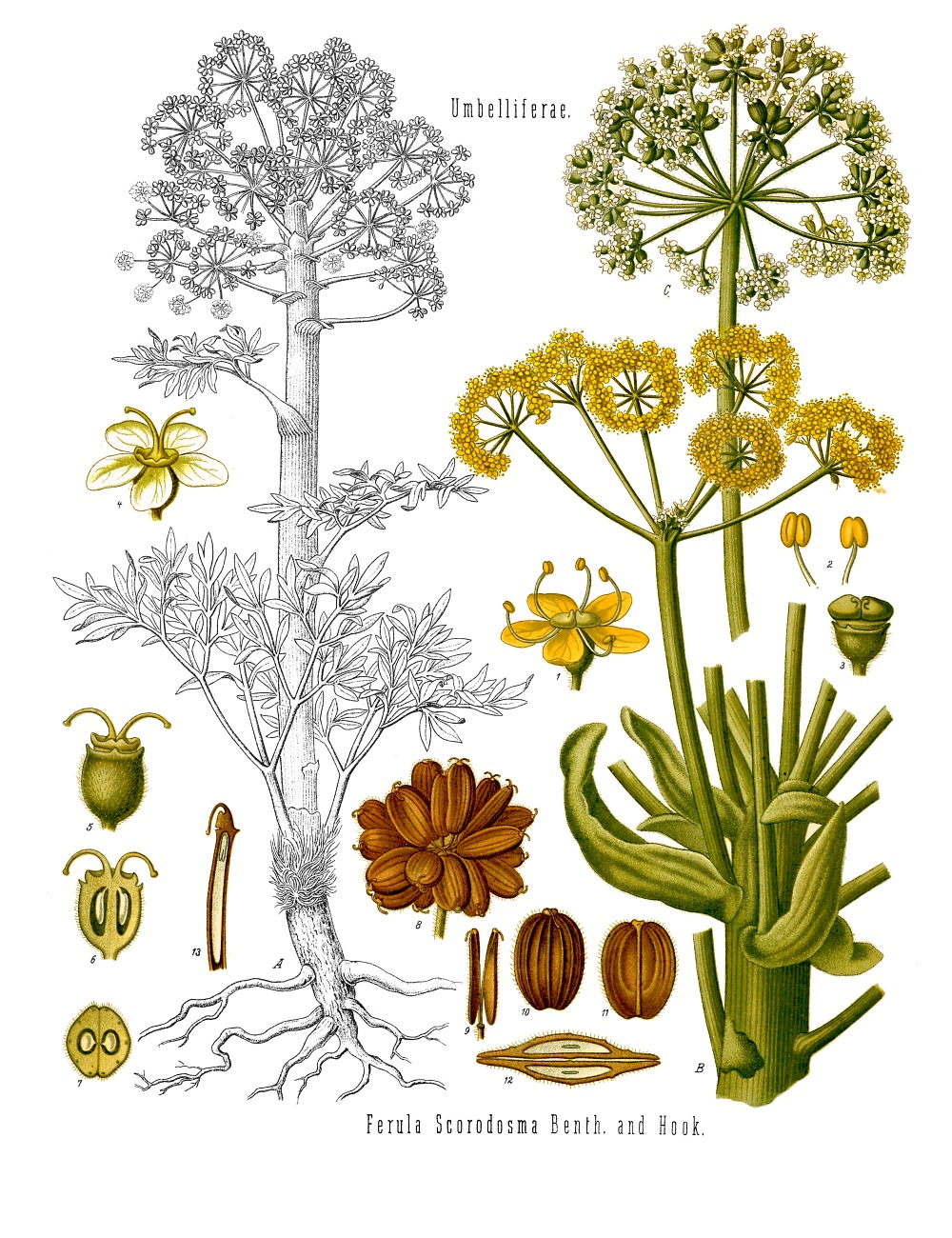 scientific drawing of a ferula species of plants