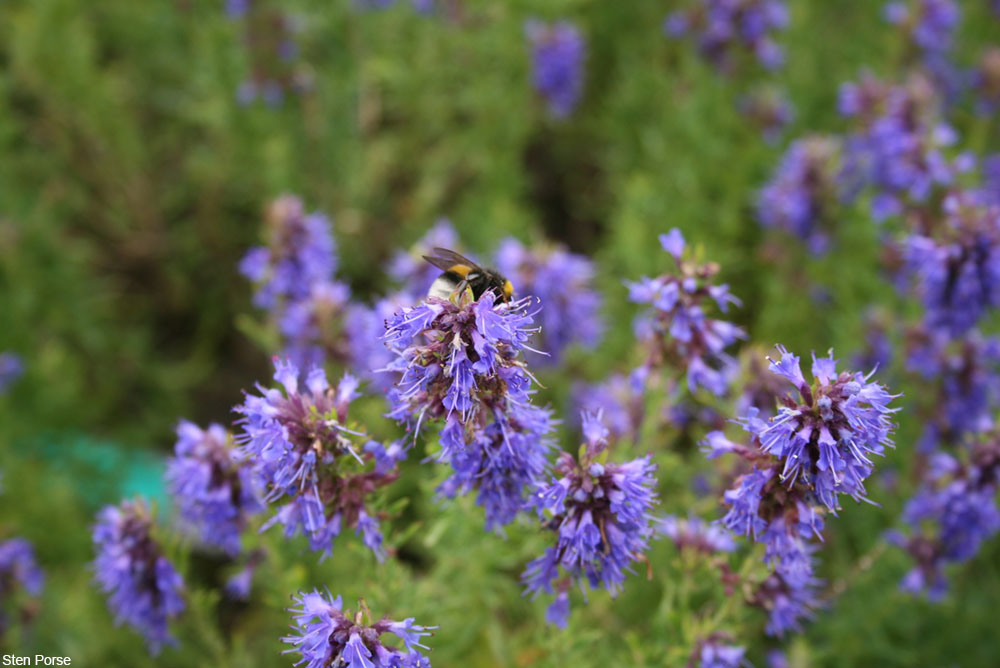 Hyssopus officinalis