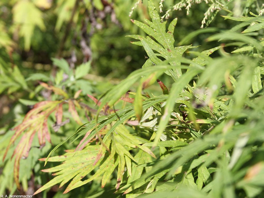 common mugwort leaves