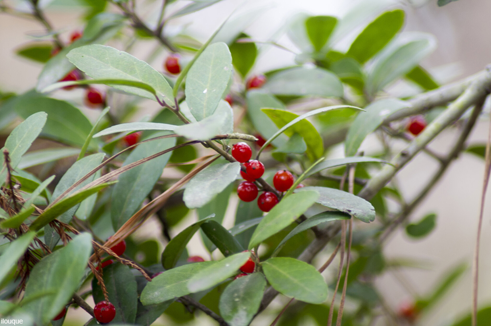 Yaupon Holly