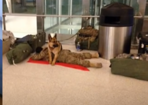 Screenshot 325 - Dog ‘Stands Guard’ While A Solider Naps At The Airport