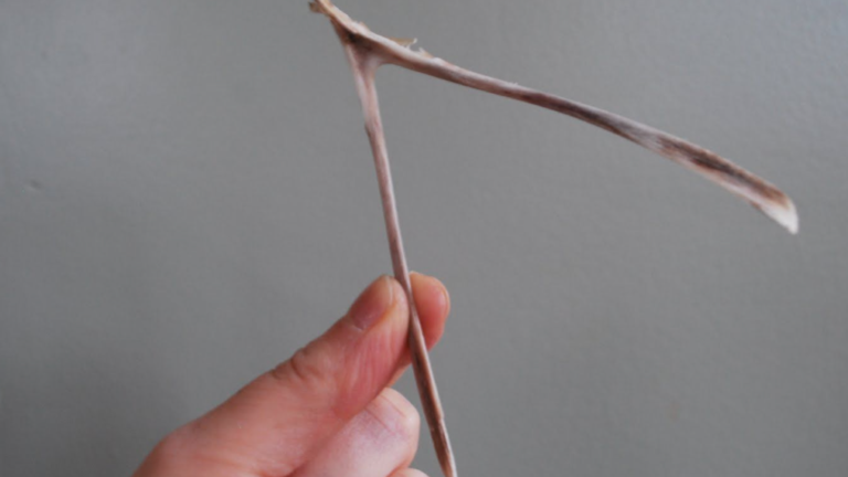 Why We Wish Using A Turkey’s Wishbones