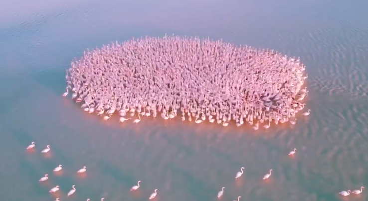 Screenshot 365 - Drone Captures Stunning Shot Of Flamingo Flock In Kazakhstan