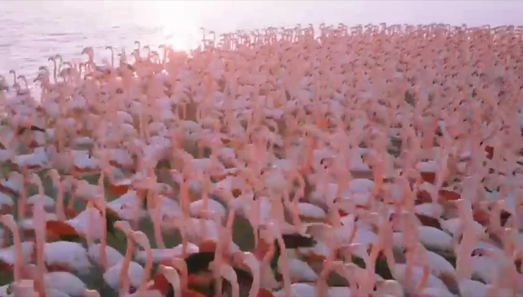 Screenshot 368 - Drone Captures Stunning Shot Of Flamingo Flock In Kazakhstan