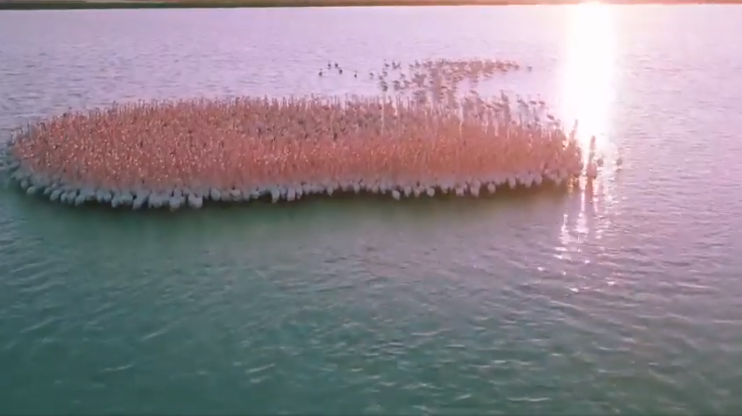 Screenshot 366 - Drone Captures Stunning Shot Of Flamingo Flock In Kazakhstan