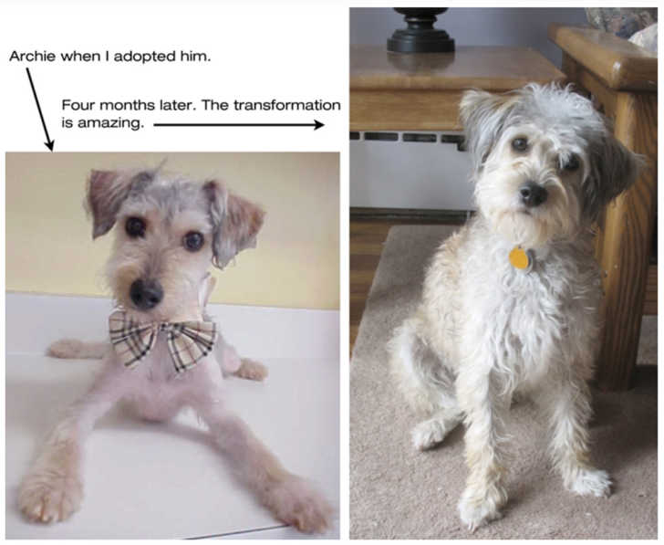 Schnoodle haircuts best sale