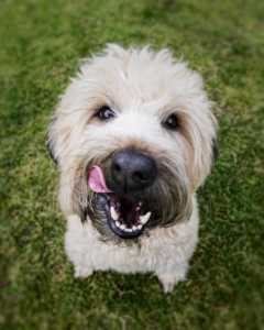 Archie the Happy Schnoodle | 12 Tomatoes