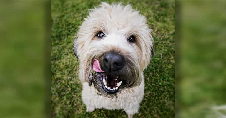 Archie the Happy Schnoodle
