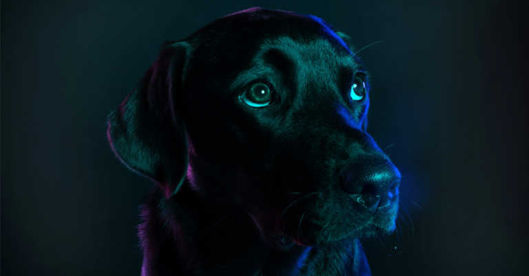 A Rescue With A Difference