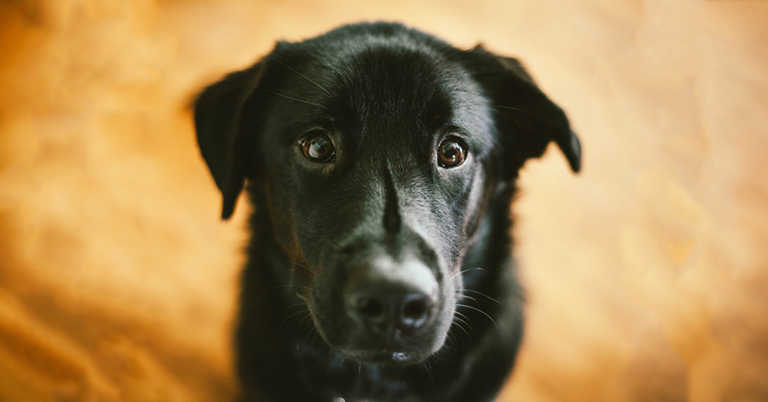 We Weren’t Looking For A Second Dog…