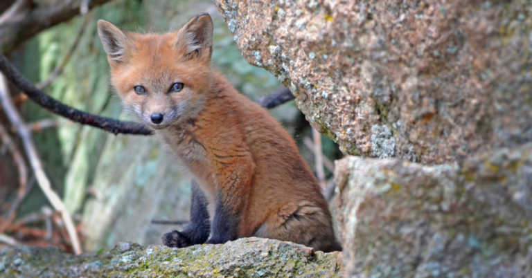 Poor “Buddy” the Fox Pup