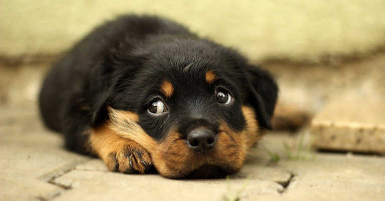 Saving Sadie