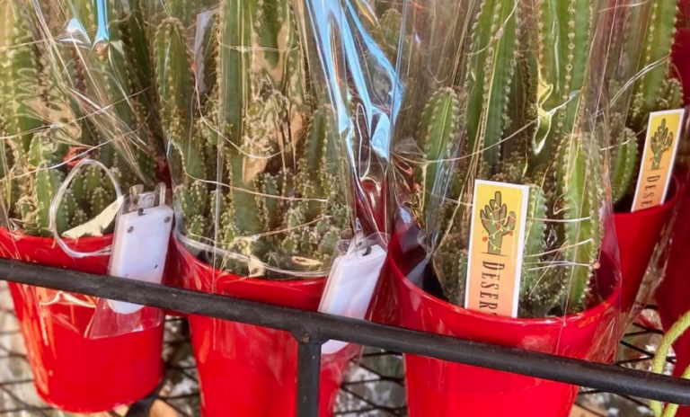 Trader Joe’s Is Selling These Light-Up Christmas Cacti And They’re Adorable