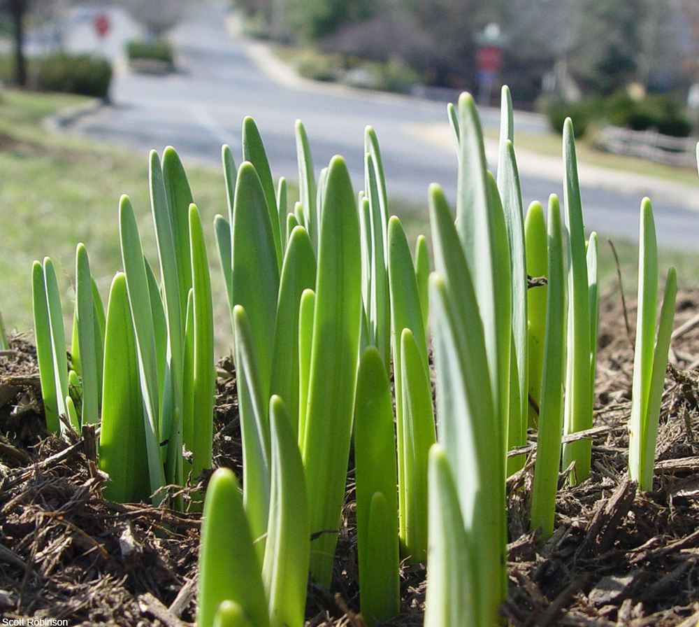 bulbs coming up in the spring