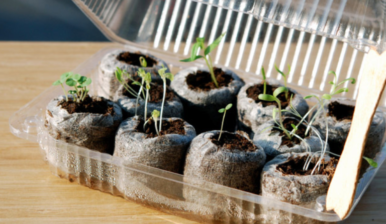 How To Make A Mini Greenhouse Using An Old Takeout Container
