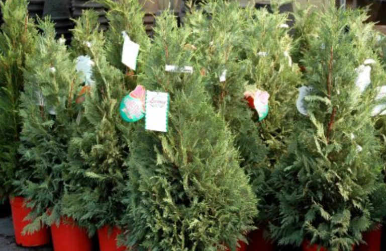There’s A Live Christmas Tree Shortage This Year