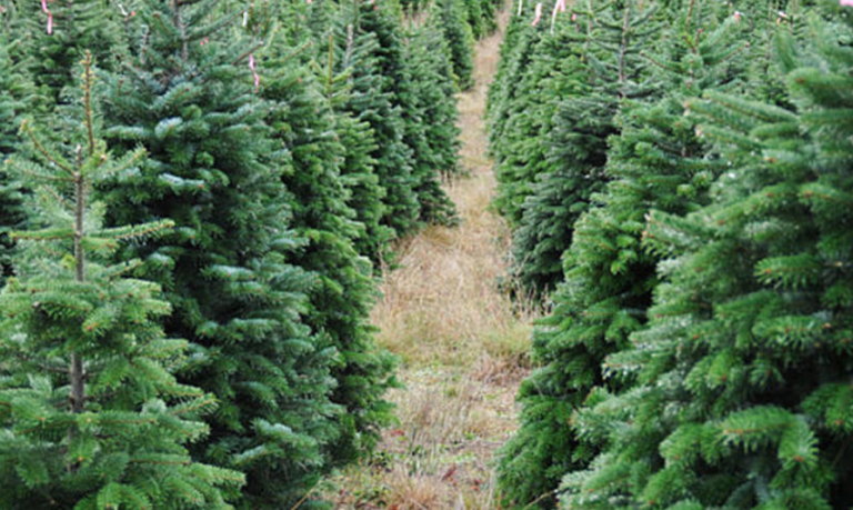 More People Are Renting Live Christmas Trees This Year