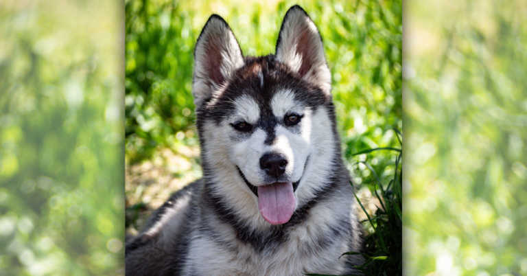 My Girl Shiloh