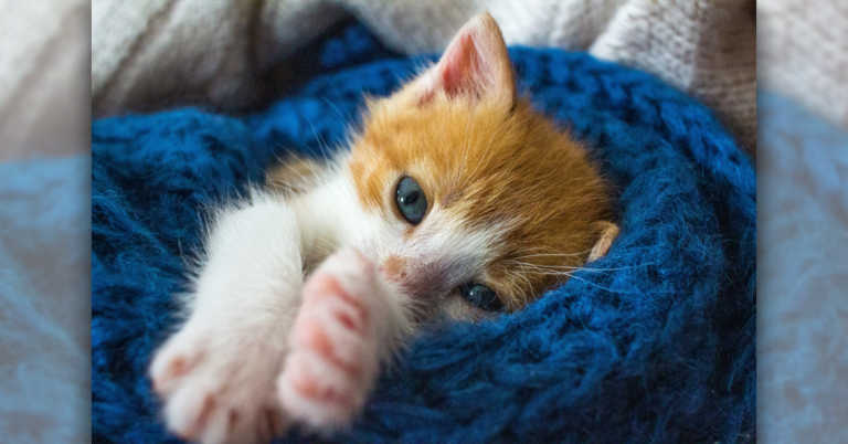 The Cat Who Won The Life Lottery