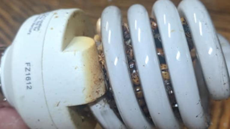Man Warns Others To Check Their Lightbulbs After Discovering Hundreds Of Bugs Inside Them