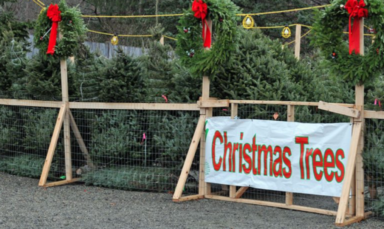 The Price Of Christmas Trees Jumped This Year