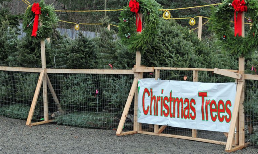 The Price Of Christmas Trees Jumped This Year 12 Tomatoes