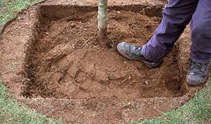 Why Trees Should Be Planted In Square Holes