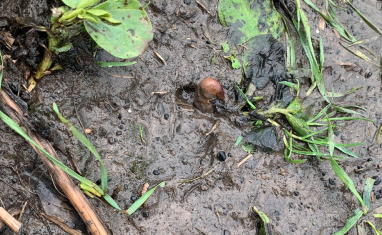 Woman Calls The Cops After Seeing A Potato That Looks Like A Toe