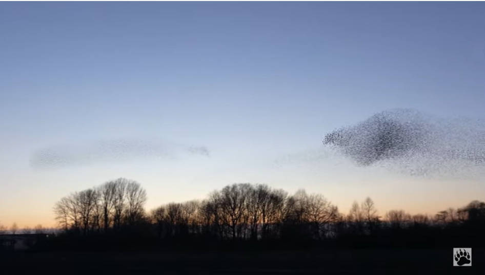 Screenshot 749 - Photographer Captures The Beauty Of A Starling Murmuration