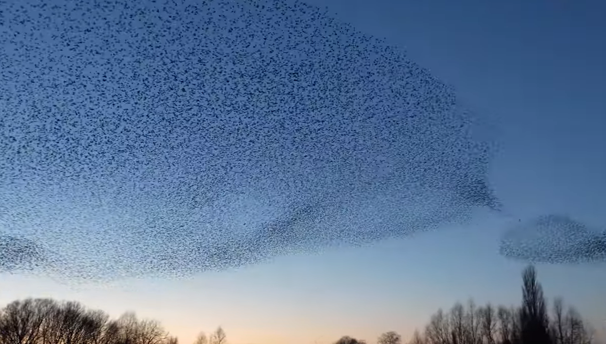 Screenshot 776 - Photographer Captures The Beauty Of A Starling Murmuration