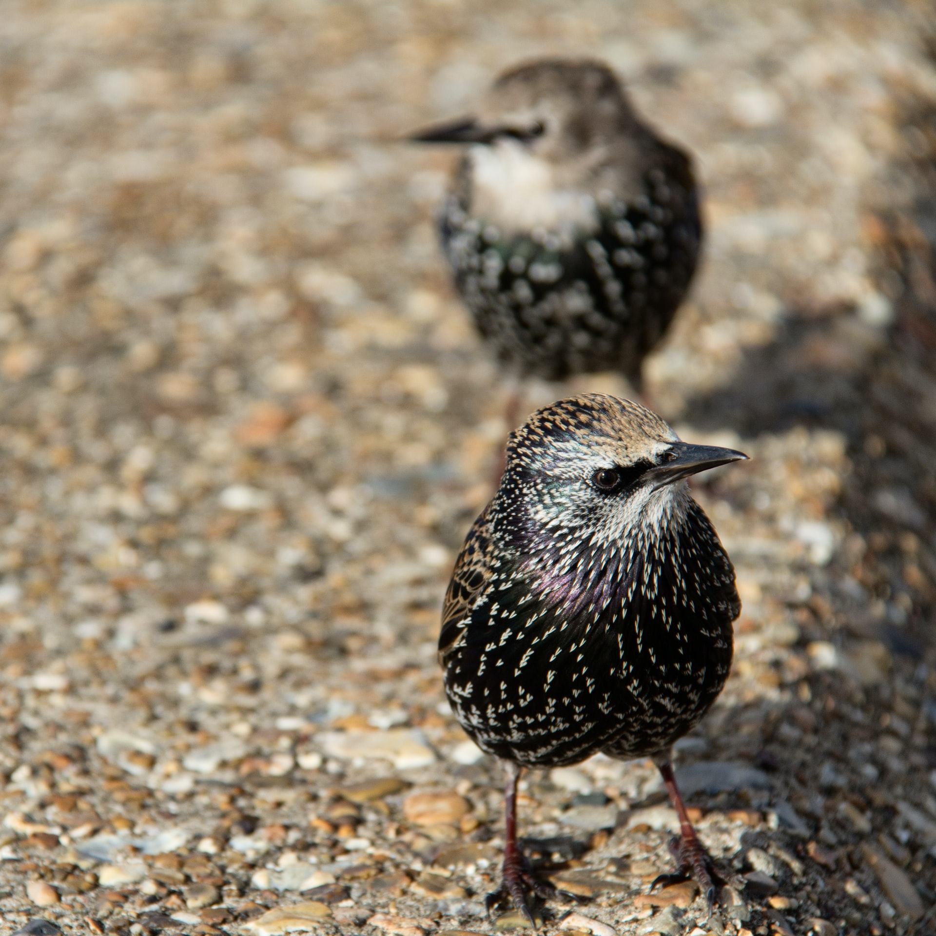 mark timberlake 2H 8 r8gj1Y unsplash - Photographer Captures The Beauty Of A Starling Murmuration