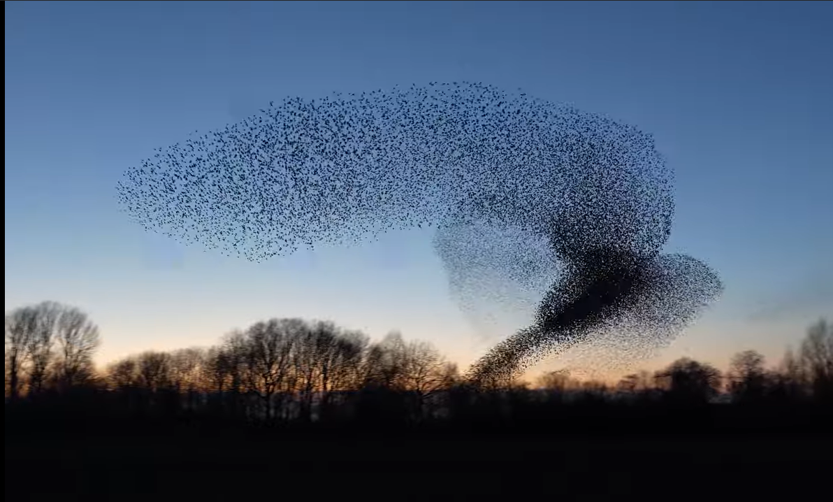 Screenshot 777 - Photographer Captures The Beauty Of A Starling Murmuration