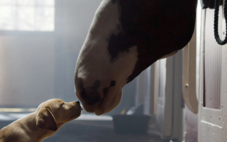 Budweiser Isn’t Airing A Super Bowl Commercial For The First Time In 37 Years