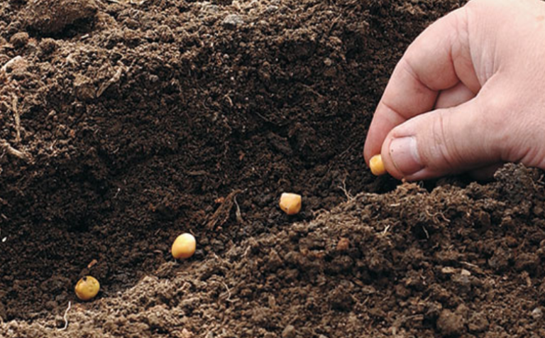 10 Seeds You Should Plant In January