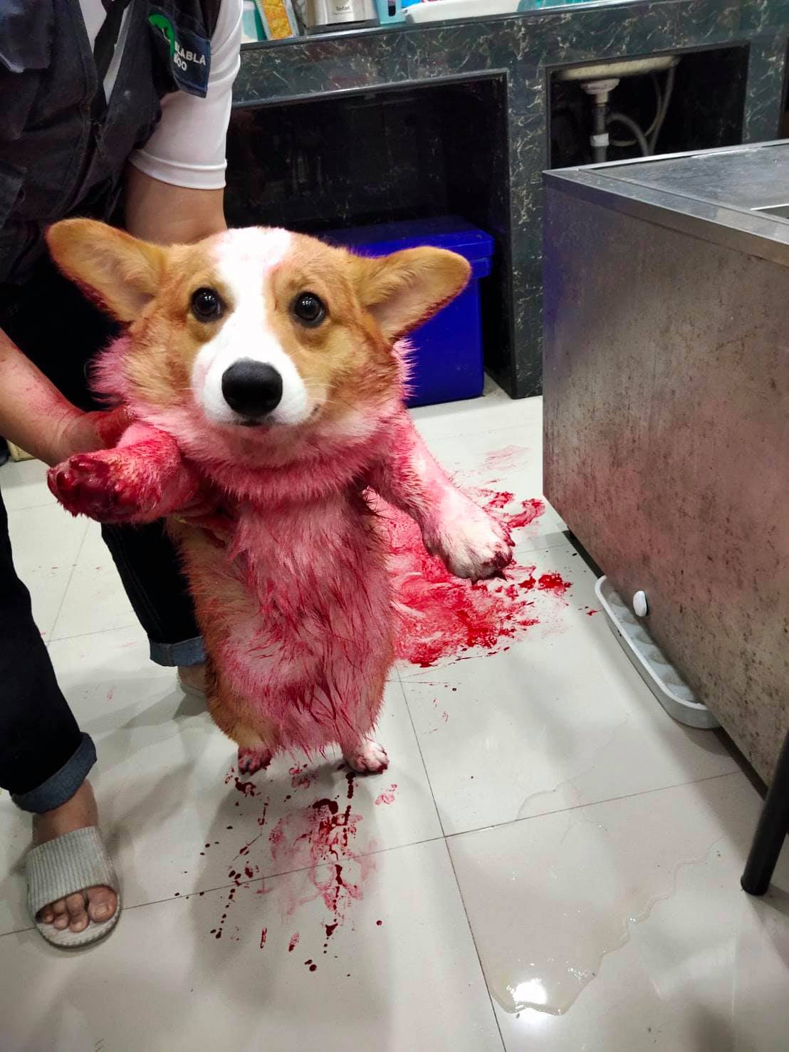 140306076 694408034799214 2539530456371814922 o - Owners Find Their Dog Laying In A Pool Of ‘Blood’ Only To Discover It Was Red Syrup