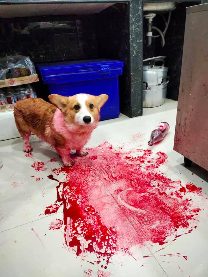 139411063 694408464799171 1736906710380208873 n - Owners Find Their Dog Laying In A Pool Of ‘Blood’ Only To Discover It Was Red Syrup