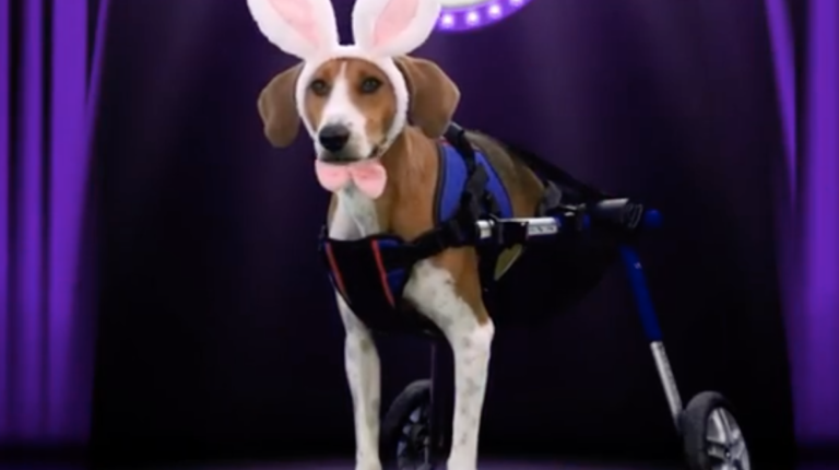 Enter Your Pet Into The 2021 Cadbury Bunny Tryouts