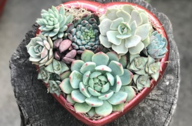 These Heart-Shaped Planters Filled With Succulents Are Perfect For Valentine’s Day