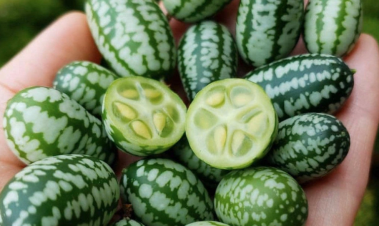 What Do Cucamelons Taste Like?
