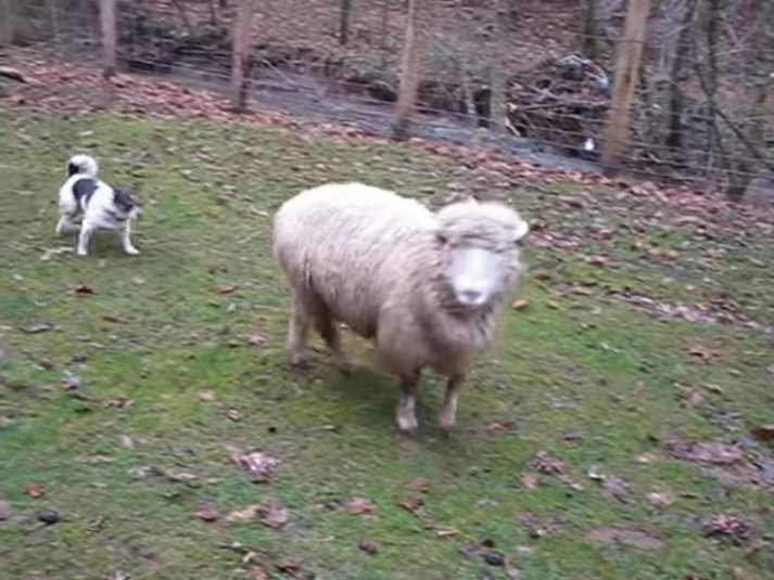 Screenshot 1425 - Dog And Sheep Play An Adorable Game Of Hide-And-Go-Seek