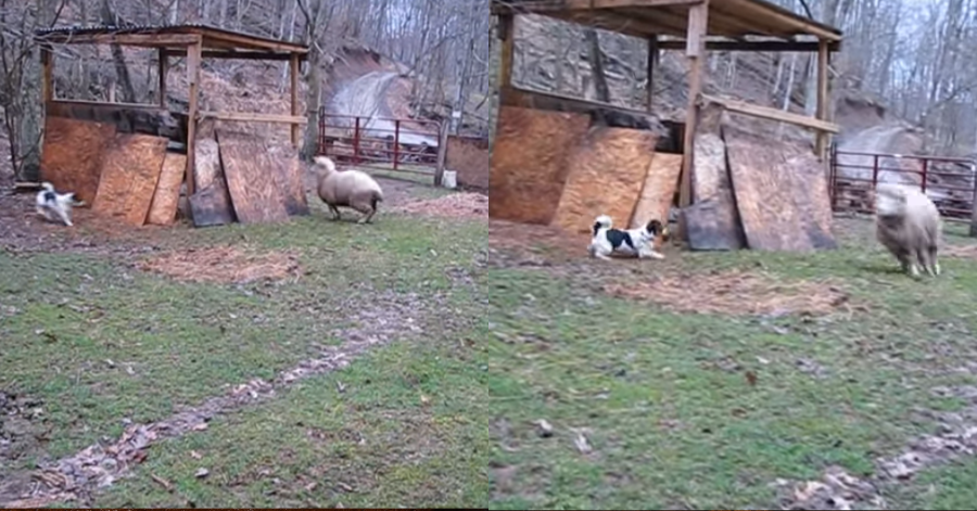 In post 53 1 - Dog And Sheep Play An Adorable Game Of Hide-And-Go-Seek