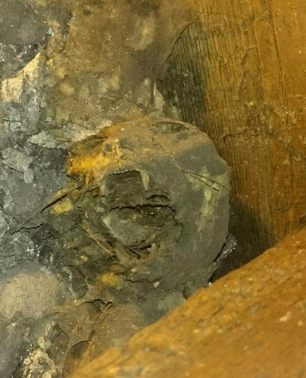 mummified cat found in the floorboards of a Victorian house