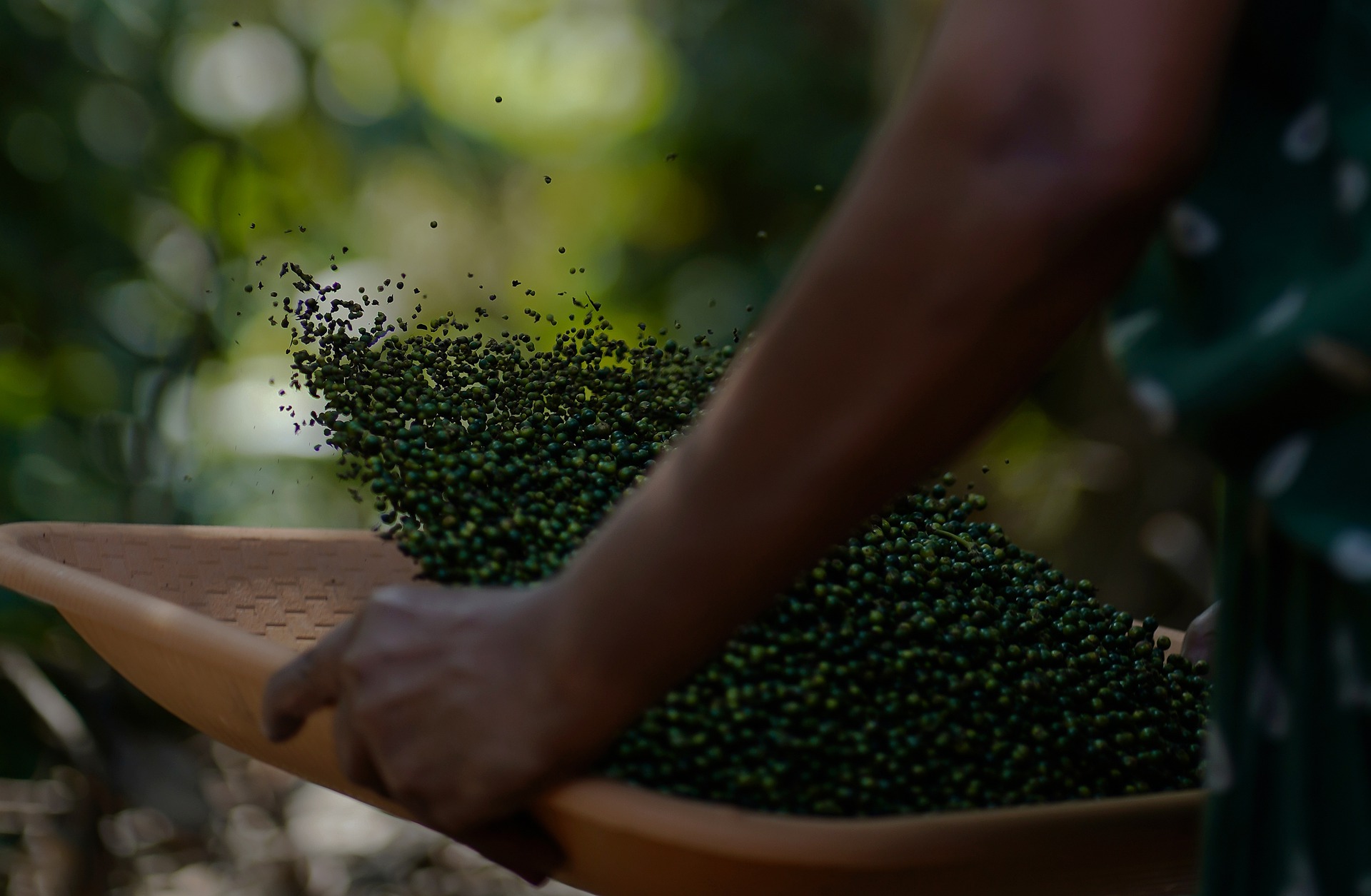 Kerala Villager with Pepper