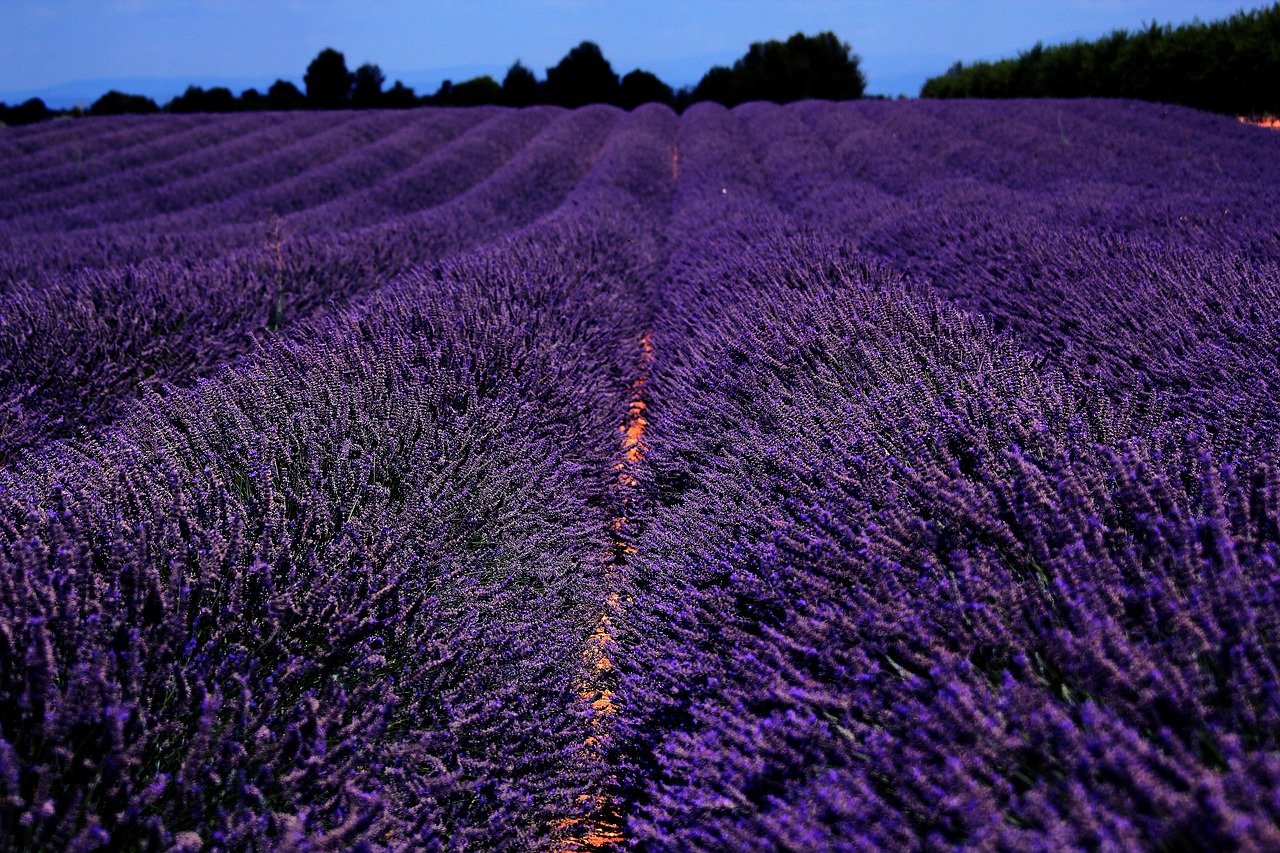 Мод на гачу lavanda night. Лавандовые поля в Провансе Франция. Лавандовое поле ночью. Лаванда куст. Лаванда ночью.