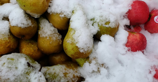The USDA Is Warning People Not To Put Food In The Snow When Their Freezer Loses Power