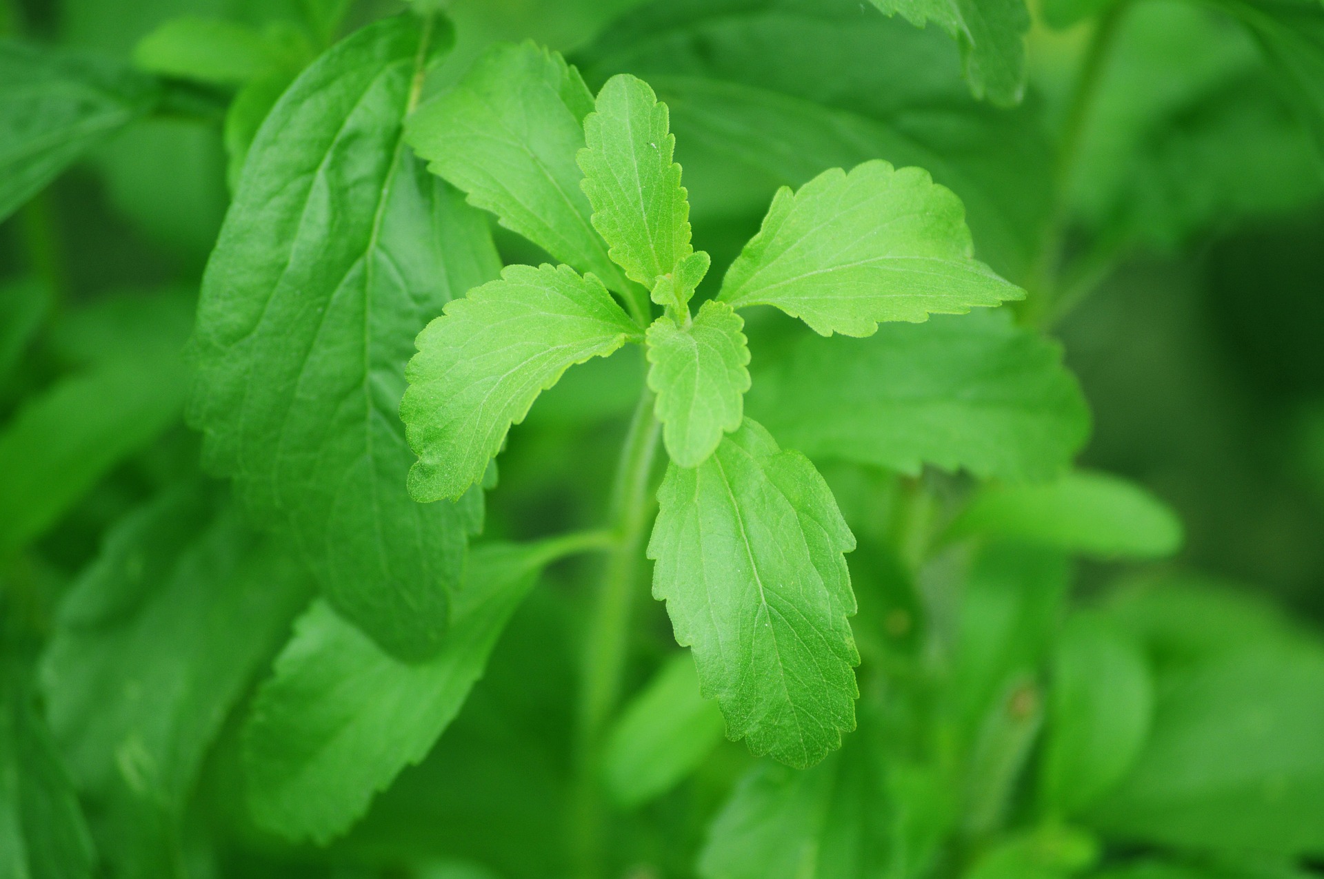 The Stevia Plant