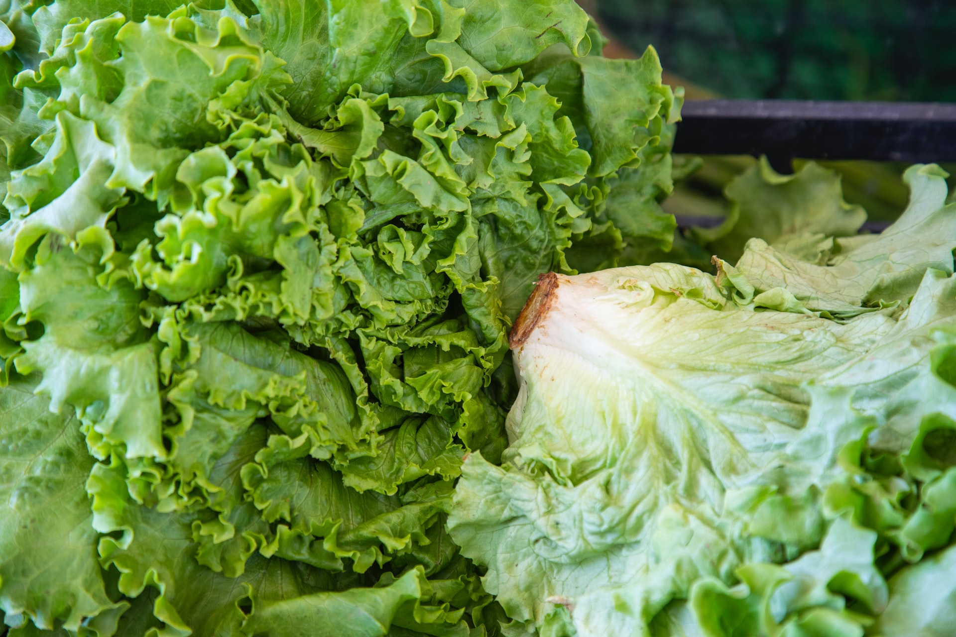 What's The Best Way To Store Lettuce And Other Greens?