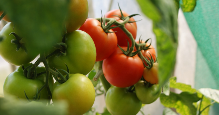 10 Edible Plants You Can Grow In Your Home